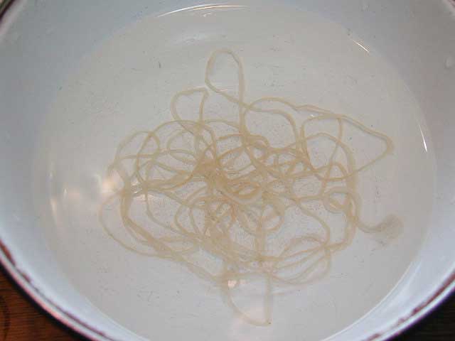 羊腸を水で戻す